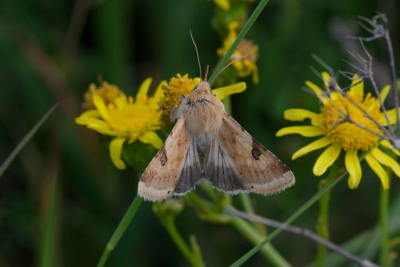 27 Heliothis peltigera.jpg